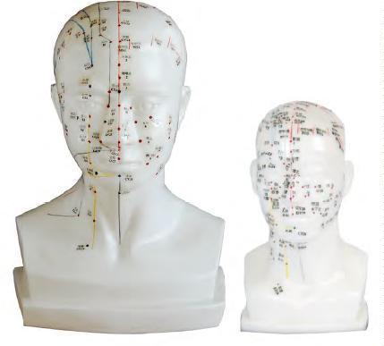 صورة مجسم وخز إبري للرأس (Head Acupuncture Model) - واقف للتجارة صنعاء صورة مجسم وخز إبري للرأس (Head Acupuncture Model) - واقف للتجارة صنعاء