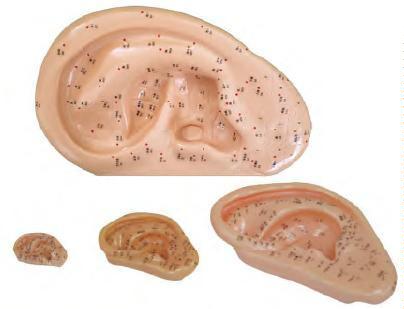 صورة مجسم وخز إبري للأذن 40 سم (Ear Acupuncture Model 40CM) - واقف للتجارة صنعاء صورة مجسم وخز إبري للأذن 40 سم (Ear Acupuncture Model 40CM) - واقف للتجارة صنعاء