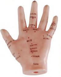 صورة مجسم وخز إبري لليد 13 سم (Hand Acupuncture Model 13CM) - واقف للتجارة صنعاء صورة مجسم وخز إبري لليد 13 سم (Hand Acupuncture Model 13CM) - واقف للتجارة صنعاء