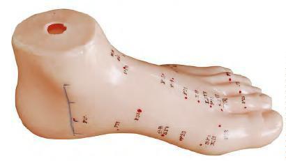 صورة مجسم وخز إبري للقدم 13 سم (Foot Acupuncture Model 13CM) - واقف للتجارة صنعاء صورة مجسم وخز إبري للقدم 13 سم (Foot Acupuncture Model 13CM) - واقف للتجارة صنعاء