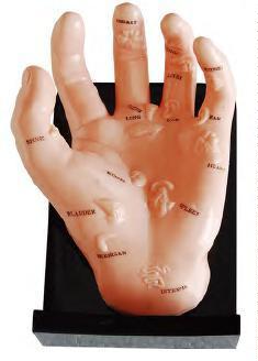 صورة مجسم يد يوضح الأعضاء على نقاط الوخز (Hand Model Illustrating Organs on the Points) - واقف للتجارة صنعاء صورة مجسم يد يوضح الأعضاء على نقاط الوخز (Hand Model Illustrating Organs on the Points) - واقف للتجارة صنعاء
