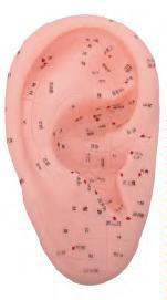 صورة مجسم أذن للتدليك 17 سم (Massage Ear Model 17CM) - واقف للتجارة صنعاء صورة مجسم أذن للتدليك 17 سم (Massage Ear Model 17CM) - واقف للتجارة صنعاء