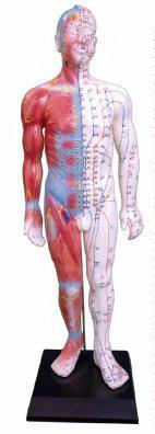 صورة مجسم الوخز الإبري والعضلات 55 سم للذكور (Acupuncture & Muscle Model 55CM Male) - واقف للتجارة صنعاء صورة مجسم الوخز الإبري والعضلات 55 سم للذكور (Acupuncture & Muscle Model 55CM Male) - واقف للتجارة صنعاء