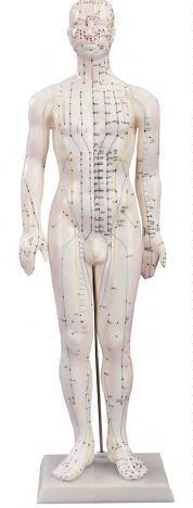صورة مجسم وخز إبري 60 سم للذكور (Acupuncture Model 60CM Male) - واقف للتجارة صنعاء صورة مجسم وخز إبري 60 سم للذكور (Acupuncture Model 60CM Male) - واقف للتجارة صنعاء
