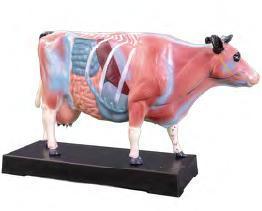 صورة مجسم وخز إبري للبقر (Cattle Acupuncture Model) - واقف للتجارة صنعاء صورة مجسم وخز إبري للبقر (Cattle Acupuncture Model) - واقف للتجارة صنعاء
