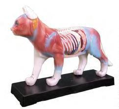 صورة مجسم وخز إبري للقط (Cat Acupuncture Model) - واقف للتجارة صنعاء صورة مجسم وخز إبري للقط (Cat Acupuncture Model) - واقف للتجارة صنعاء