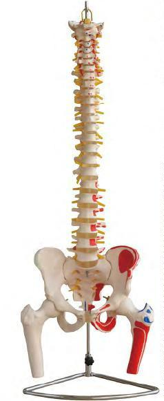 صورة عمود فقري مع الحوض (Vertebral Column with Pelvis) - واقف للتجارة صنعاء صورة عمود فقري مع الحوض (Vertebral Column with Pelvis) - واقف للتجارة صنعاء