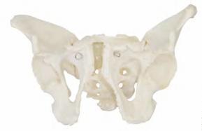 صورة للبالغين حوض ذكري (Adult Male Pelvis) - واقف للتجارة صنعاء صورة للبالغين حوض ذكري (Adult Male Pelvis) - واقف للتجارة صنعاء
