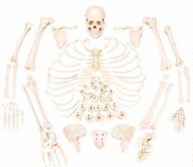 صورة هيكل عظمي مفكك مع الجمجمة (Disarticulated Skeleton with Skull) - واقف للتجارة صنعاء صورة هيكل عظمي مفكك مع الجمجمة (Disarticulated Skeleton with Skull) - واقف للتجارة صنعاء