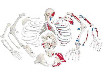 صورة هيكل عظمي مفكك مع العضلات الملوّنة (Disarticulated Skeleton with Painted Muscles) - واقف للتجارة صنعاء صورة هيكل عظمي مفكك مع العضلات الملوّنة (Disarticulated Skeleton with Painted Muscles) - واقف للتجارة صنعاء