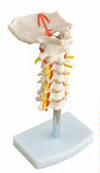 صورة فقرات عنقية مع شريان الرقبة (Cervical Vertebral Column with Neck Artery) - واقف للتجارة صنعاء صورة فقرات عنقية مع شريان الرقبة (Cervical Vertebral Column with Neck Artery) - واقف للتجارة صنعاء