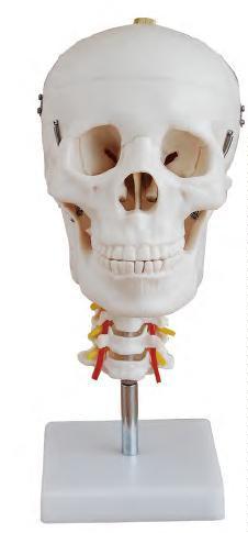 صورة جمجمة مع الفقرات العنقية (Skull with Cervical Spine) - واقف للتجارة صنعاء صورة جمجمة مع الفقرات العنقية (Skull with Cervical Spine) - واقف للتجارة صنعاء