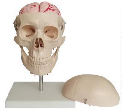 صورة جمجمة مع دماغ من 8 أجزاء والفقرات العنقية (Skull with 8 parts Brain and Cervical Spine) - واقف للتجارة صنعاء صورة جمجمة مع دماغ من 8 أجزاء والفقرات العنقية (Skull with 8 parts Brain and Cervical Spine) - واقف للتجارة صنعاء